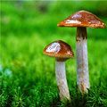грибы грибы