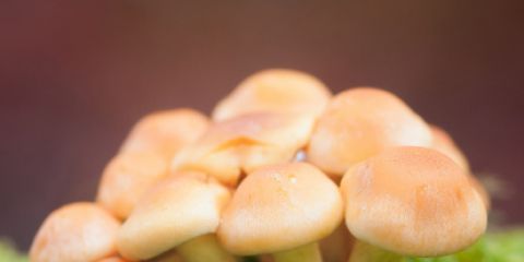 Рецепт маски из огурцов в домашних условиях Рецепт маски из огурцов в домашних условиях