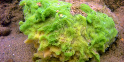 Косметика и цветы: маски, ванны, настои рекомендации Косметика и цветы: маски, ванны, настои рекомендации