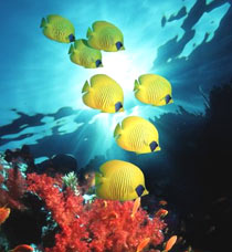 Красное море