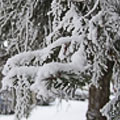 елка