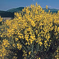 ракитник
