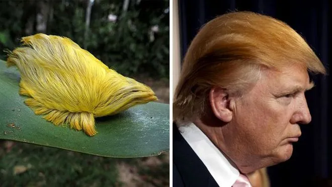 Трамп