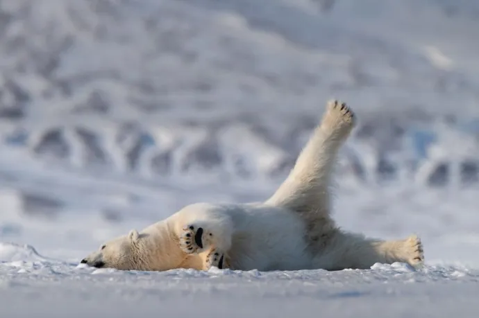 Comedy Wildlife Photography Awards