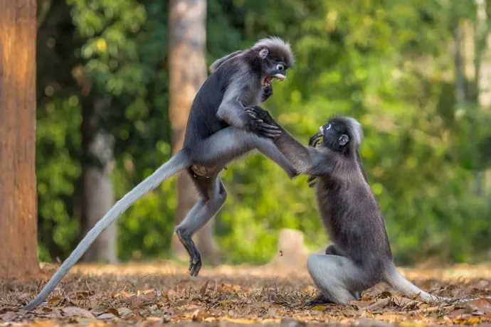 Comedy Wildlife Photography Awards