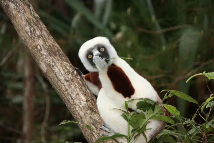 Comedy Wildlife Photography Awards