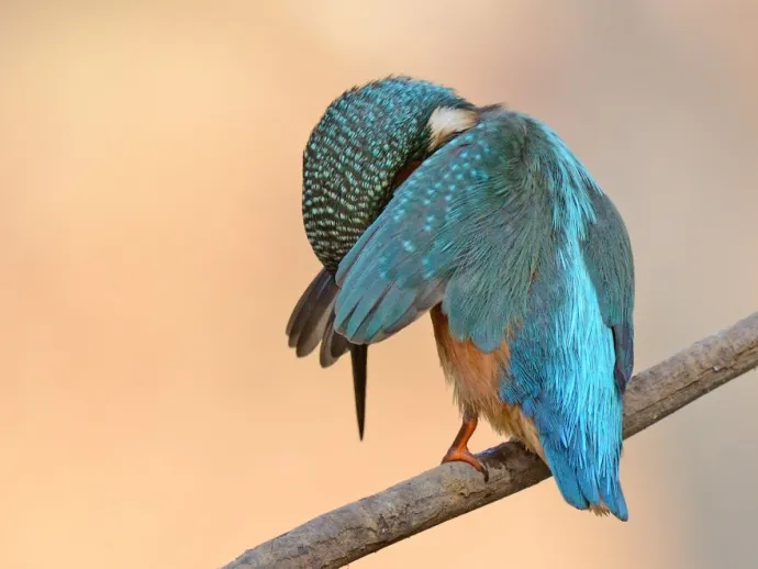 Comedy Wildlife Photography Awards
