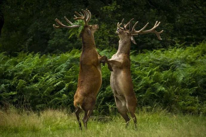 Comedy Wildlife Photography Awards