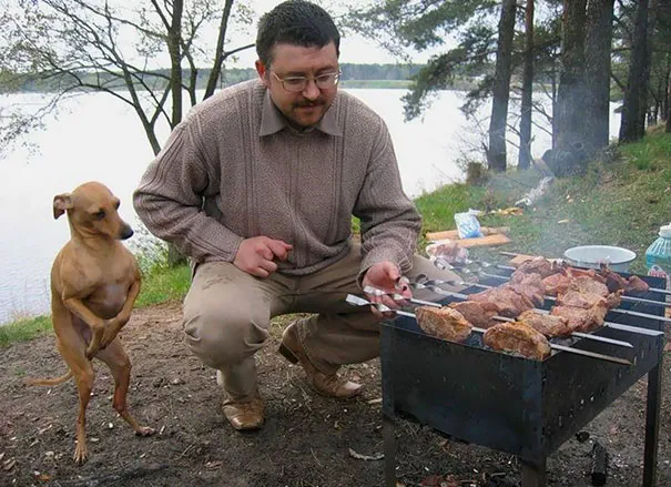 Эти забавные животные