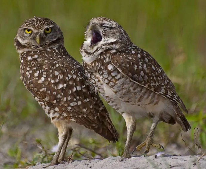 Comedy Wildlife Photography Awards