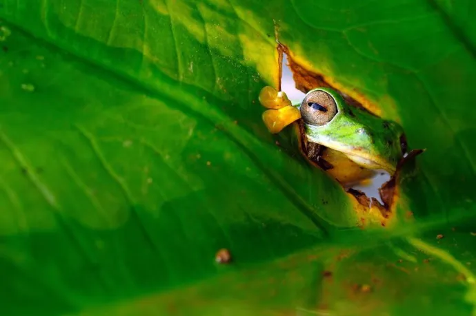 Comedy Wildlife Photography Awards