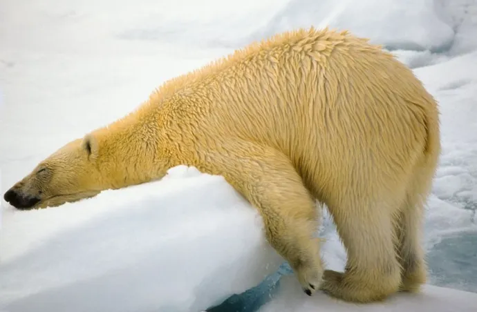 Comedy Wildlife Photography Awards