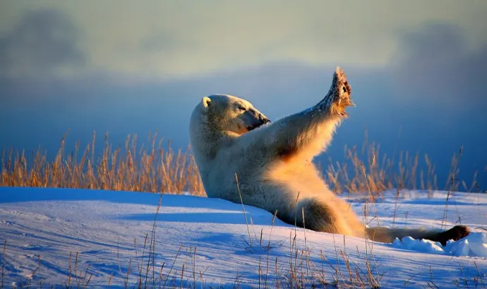 Comedy Wildlife Photography Awards