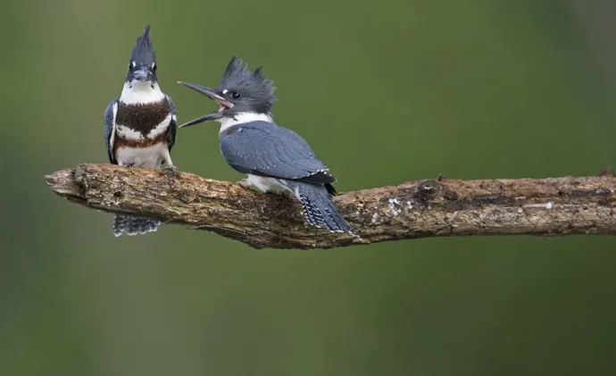 Comedy Wildlife Photography Awards