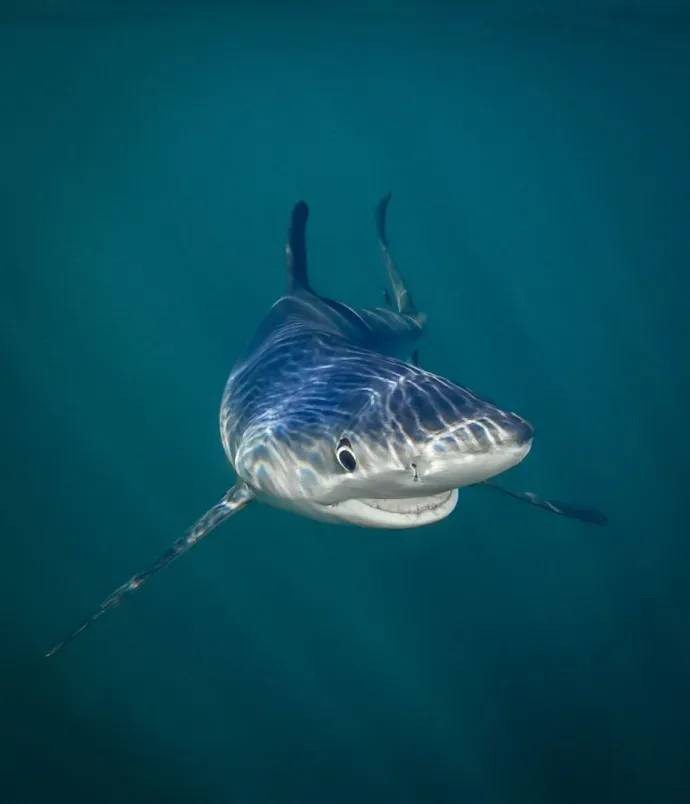 Comedy Wildlife Photography Awards