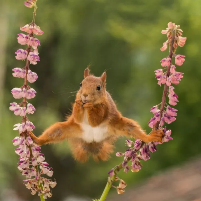 Comedy Wildlife Photography Awards
