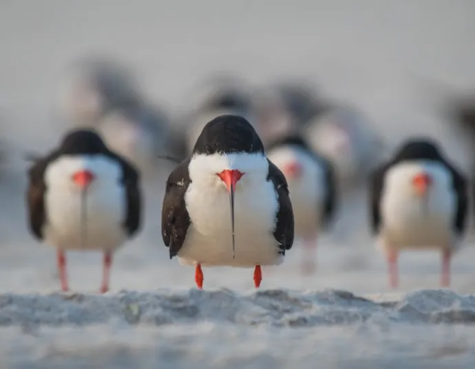 Comedy Wildlife Photography Awards