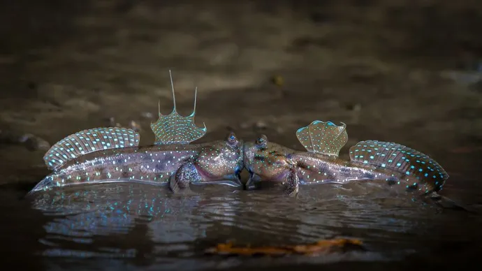 Comedy Wildlife Photography Awards