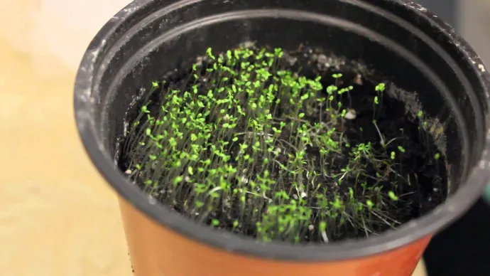 что посеять на рассаду в феврале