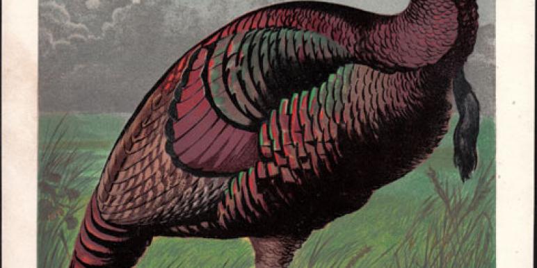 Turkey-Cock.jpg Turkey-Cock.jpg