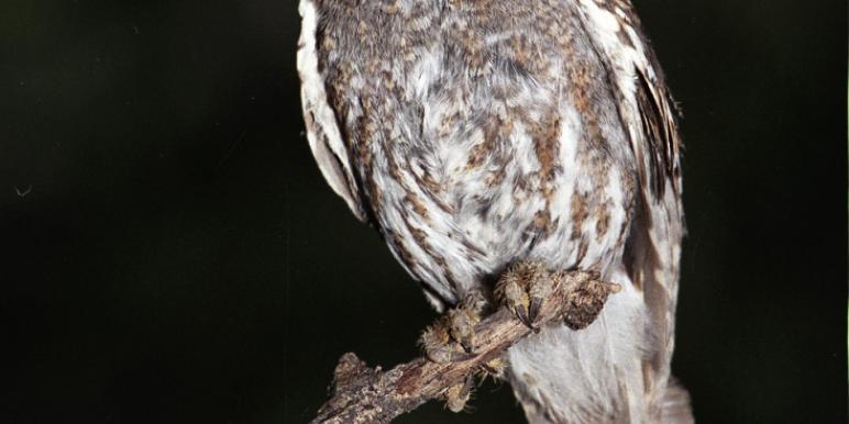 bird.jpg bird.jpg