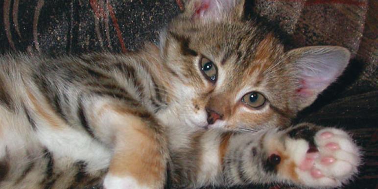 cat.jpg cat.jpg