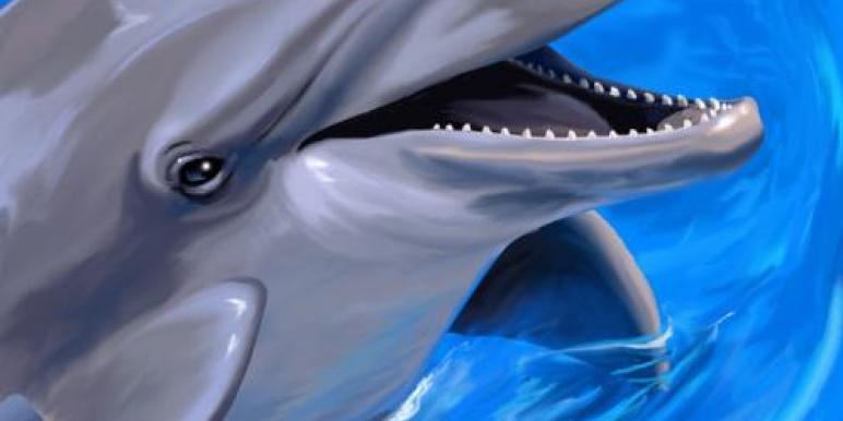 delphin.jpg delphin.jpg