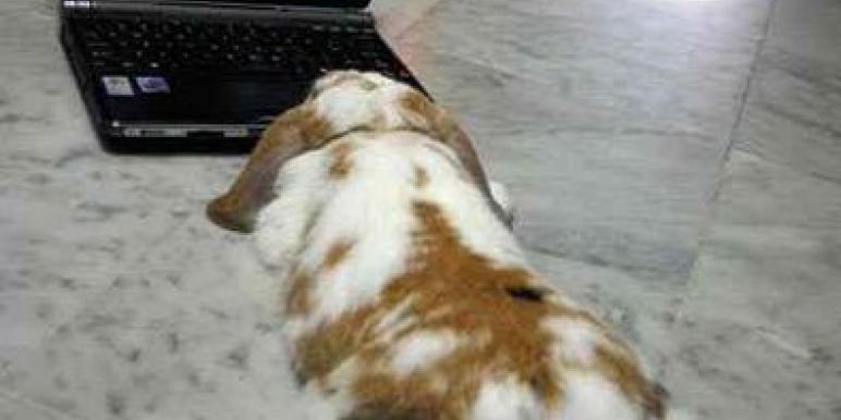 inet.jpg inet.jpg