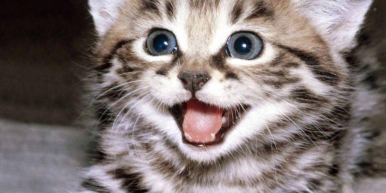 kedi.jpg kedi.jpg