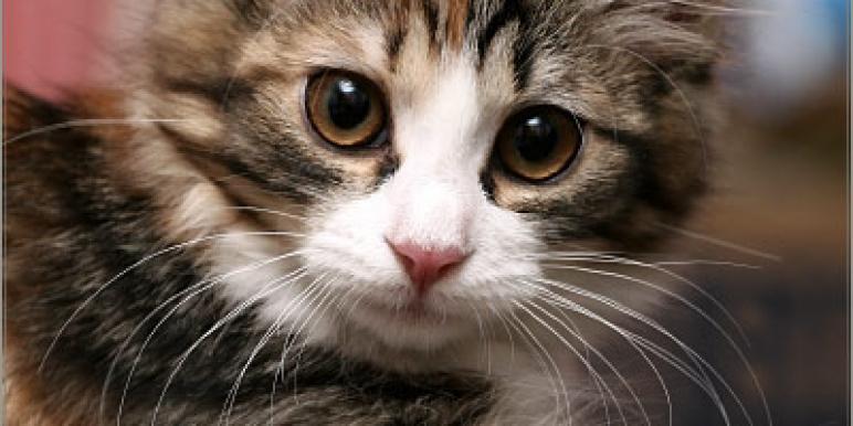 kitty.jpg kitty.jpg