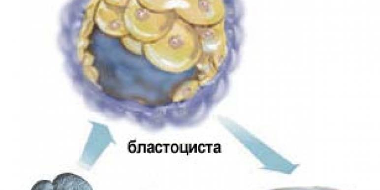 kletki.jpg kletki.jpg