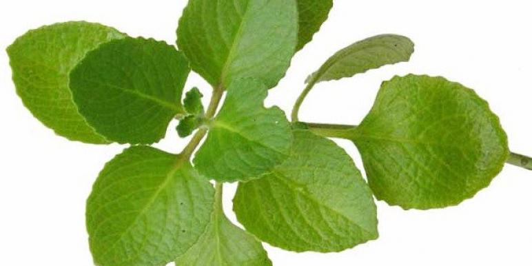 oregano.jpeg oregano.jpeg