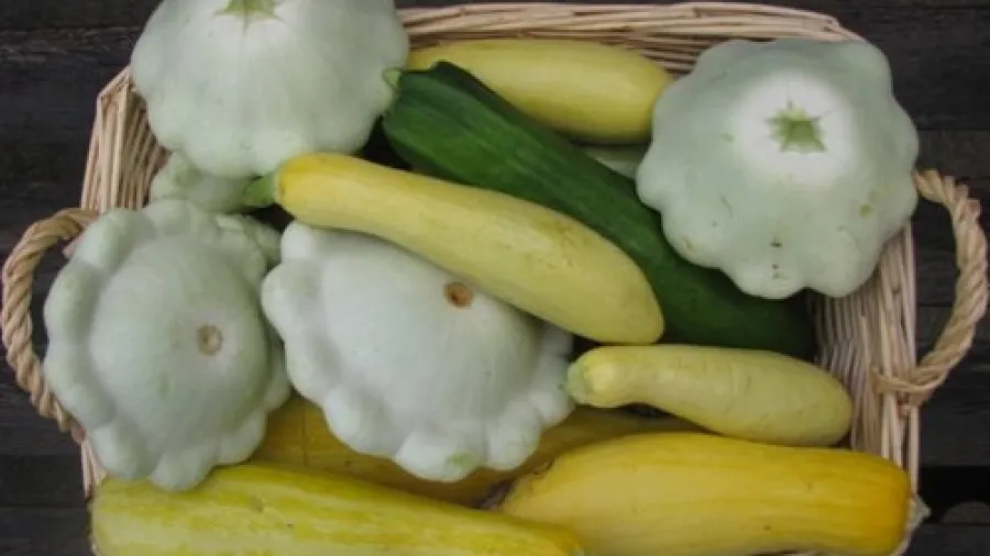 Простой способ засолки кабачков и патиссонов