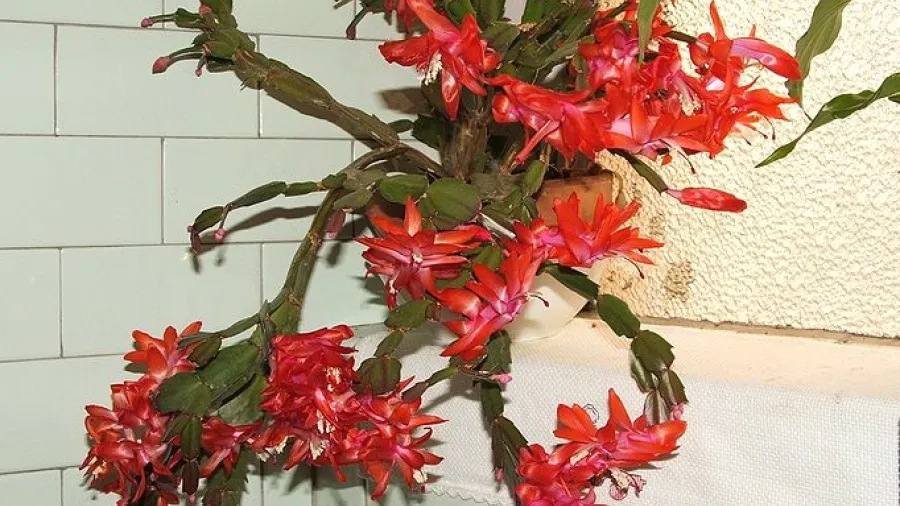 Выращивание декабриста, рождественника (шлюмбергера)