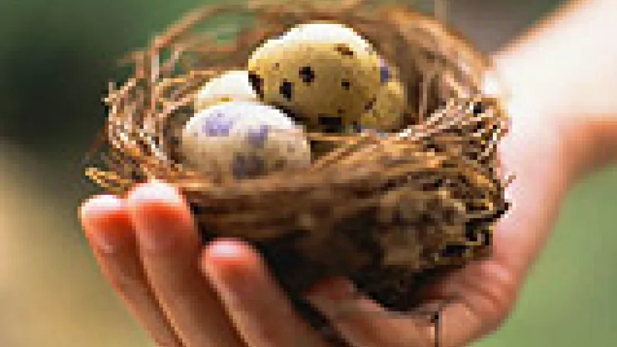 Перепелиные яйца