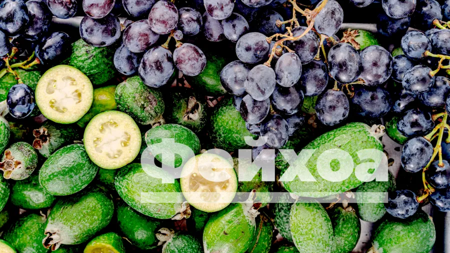 Фейхоа – маленькая зеленая витаминная бомба