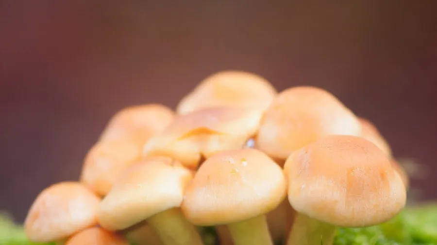 Три основных способа засолки грибов