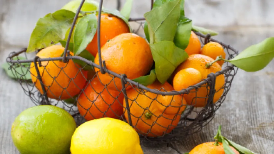 6 лучших природных антибиотиков