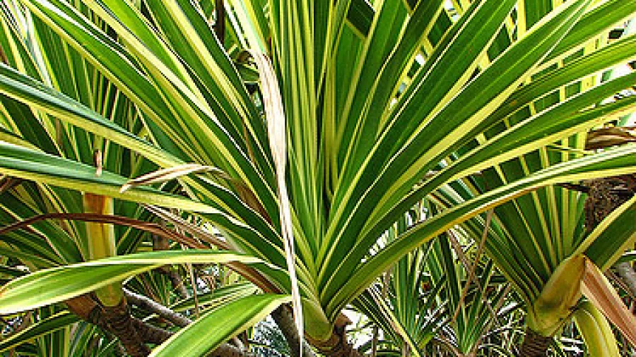 Драцена, советы по выращиванию