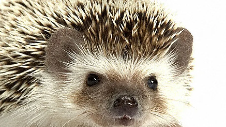 ежики в доме