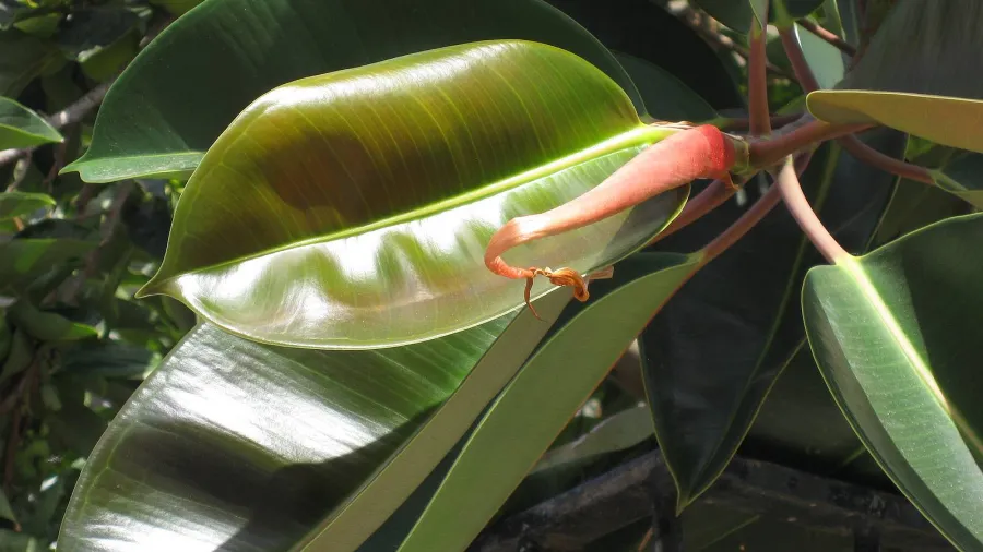 Как ухаживать за фикусом. Болезни фикуса.