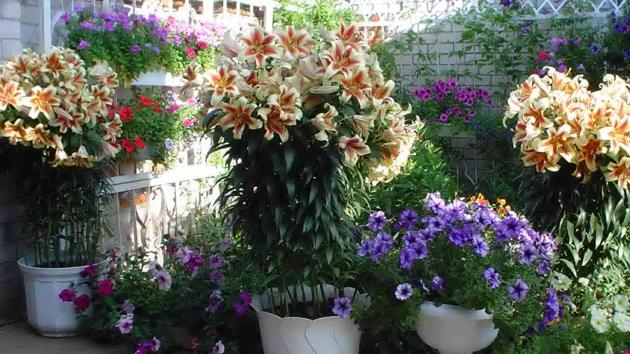 Выращивание лилий