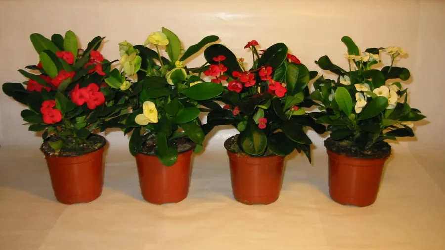 Дневник цветовода. Сентябрь.